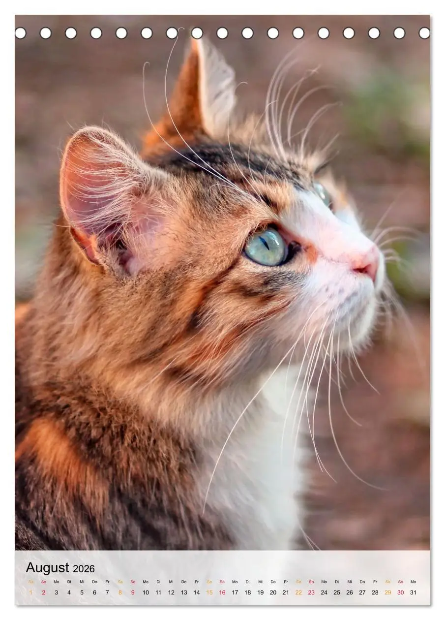 Bild: 9783516366631 | Katzen - süß und kuschelig (Tischkalender 2026 DIN A5 hoch),...