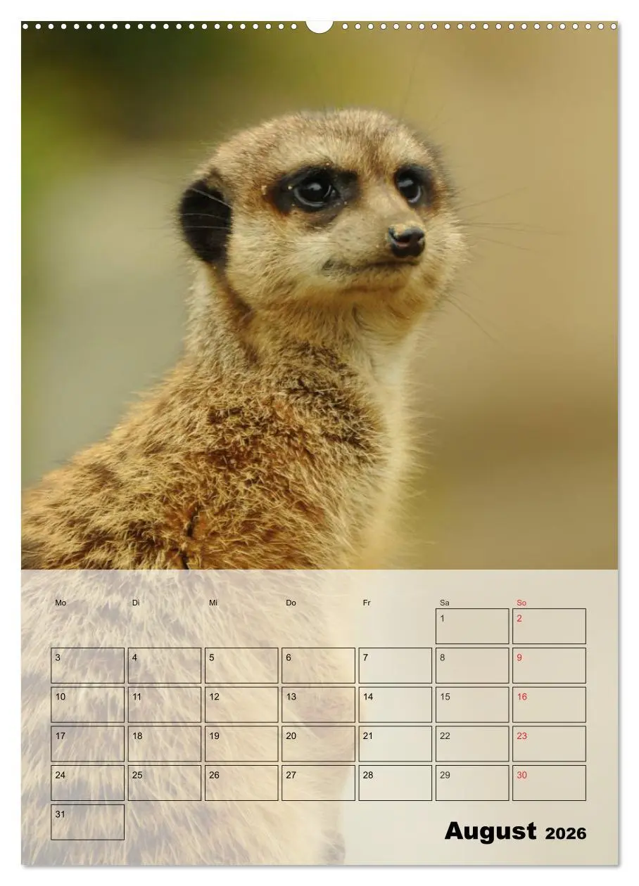 Bild: 9783516436631 | Erdmännchen - Afrikas liebenswerte Zwerge (Wandkalender 2026 DIN A2...