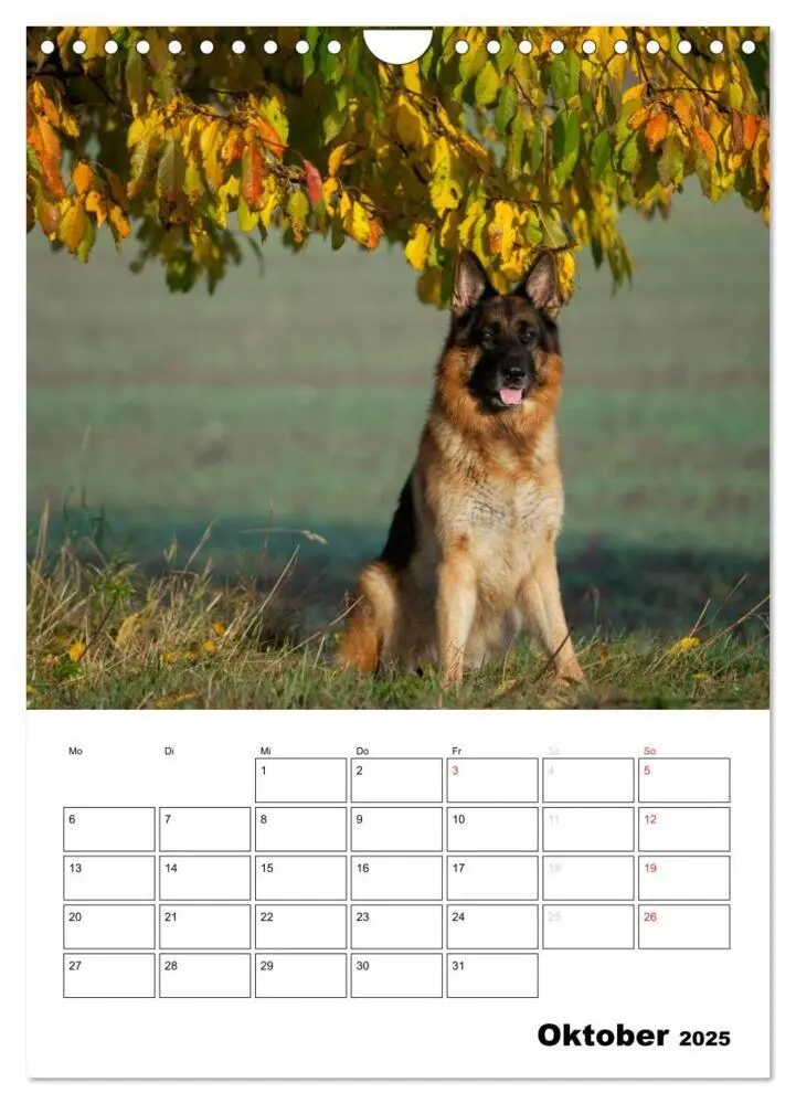 Bild: 9783457026731 | Deutsche Schäferhunde - Seelentröster auf vier Pfoten (Wandkalender...