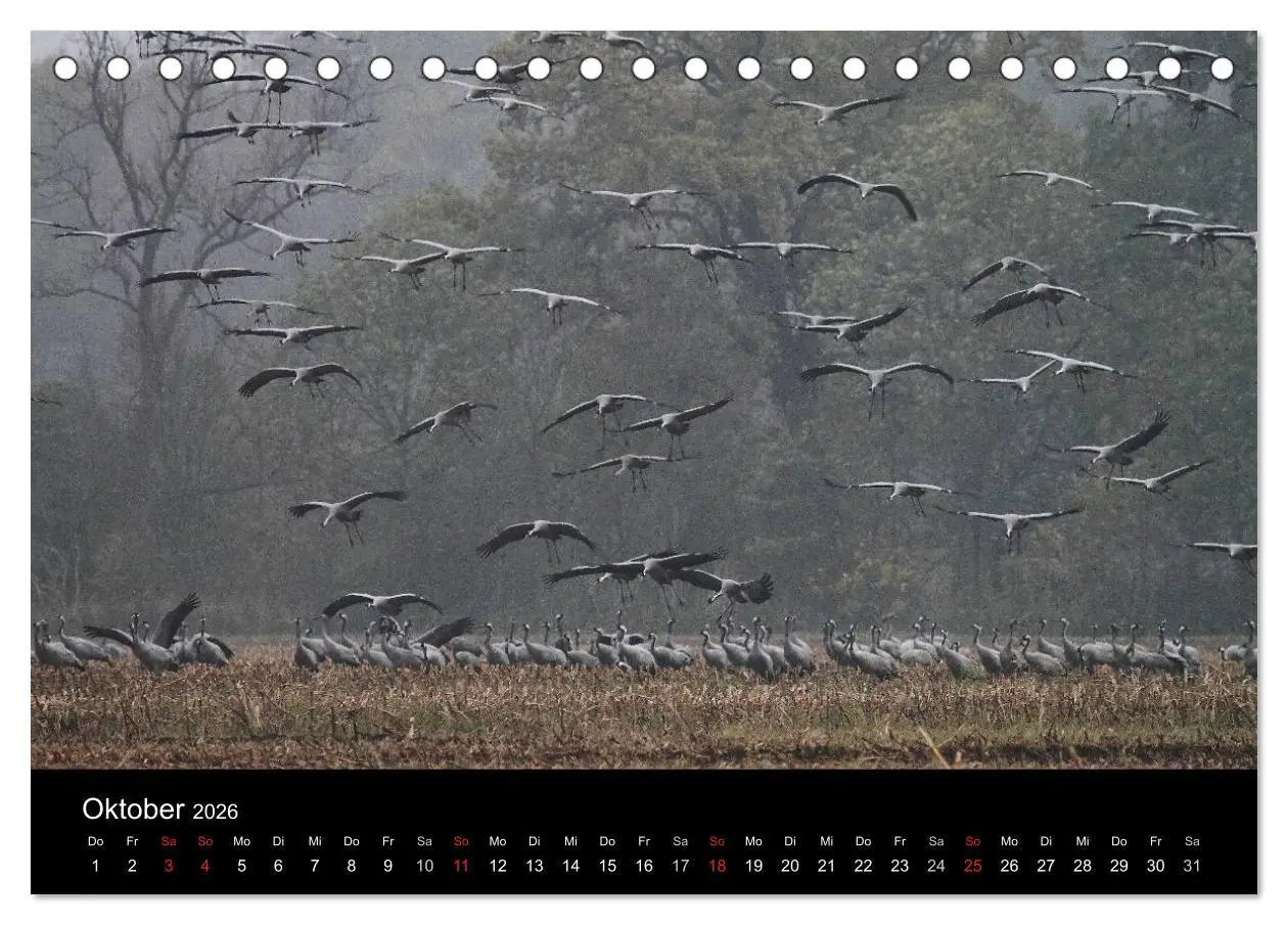 Bild: 9783516116731 | Kranich-Land Brandenburg (Tischkalender 2026 DIN A5 quer), CALVENDO...