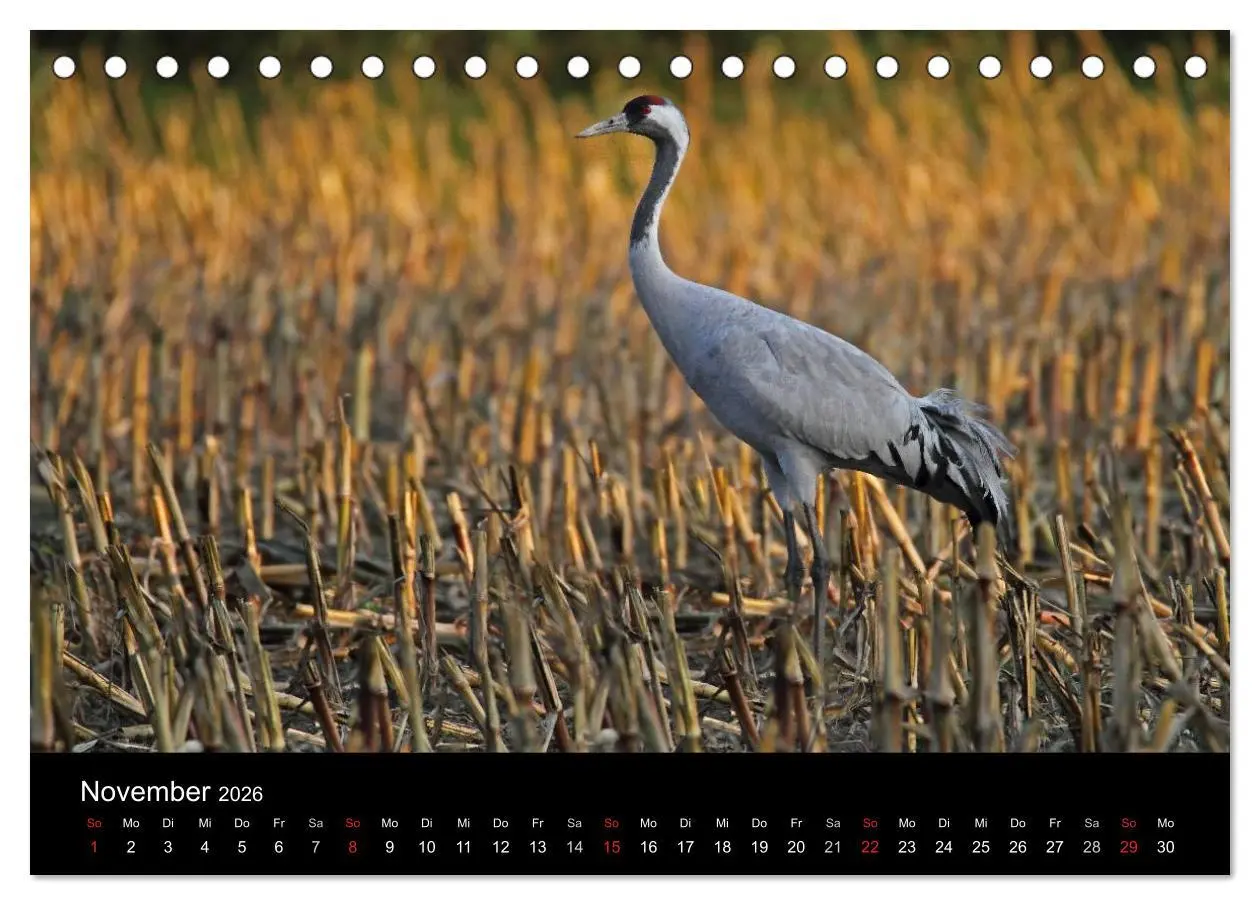 Bild: 9783516116731 | Kranich-Land Brandenburg (Tischkalender 2026 DIN A5 quer), CALVENDO...