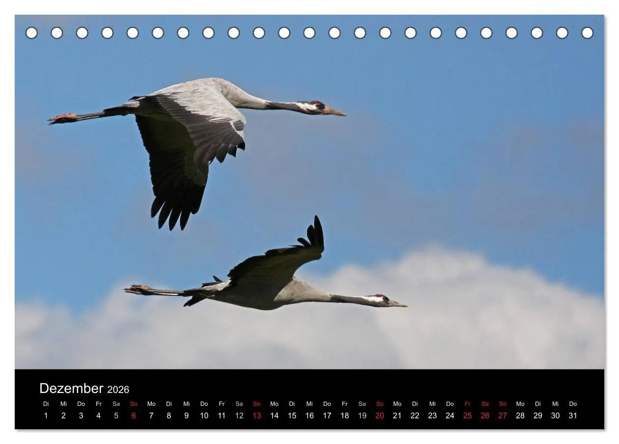 Bild: 9783516116731 | Kranich-Land Brandenburg (Tischkalender 2026 DIN A5 quer), CALVENDO...