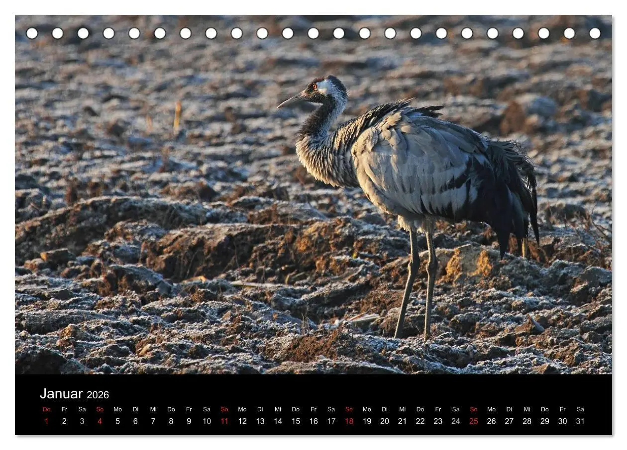 Bild: 9783516116731 | Kranich-Land Brandenburg (Tischkalender 2026 DIN A5 quer), CALVENDO...