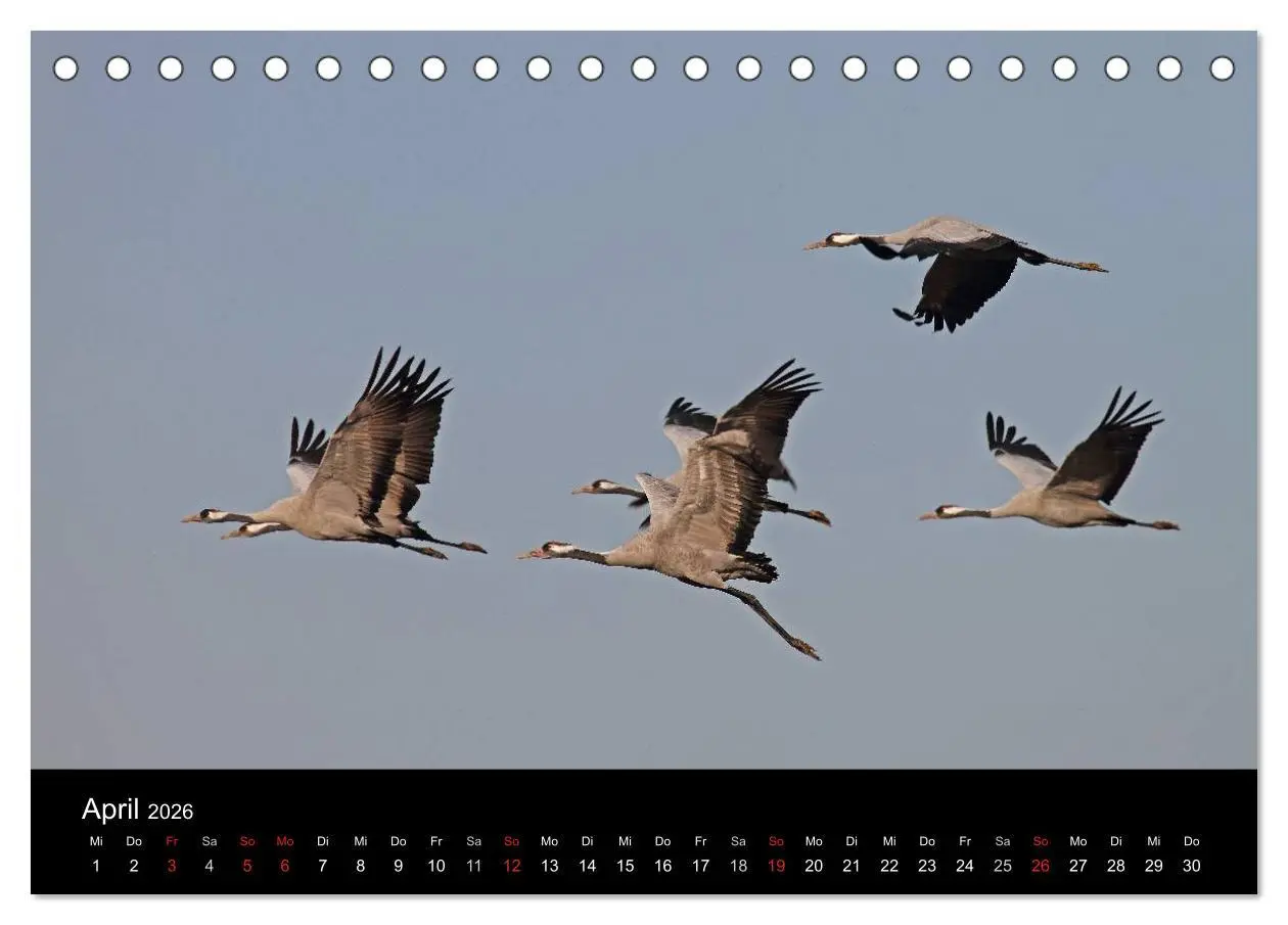 Bild: 9783516116731 | Kranich-Land Brandenburg (Tischkalender 2026 DIN A5 quer), CALVENDO...