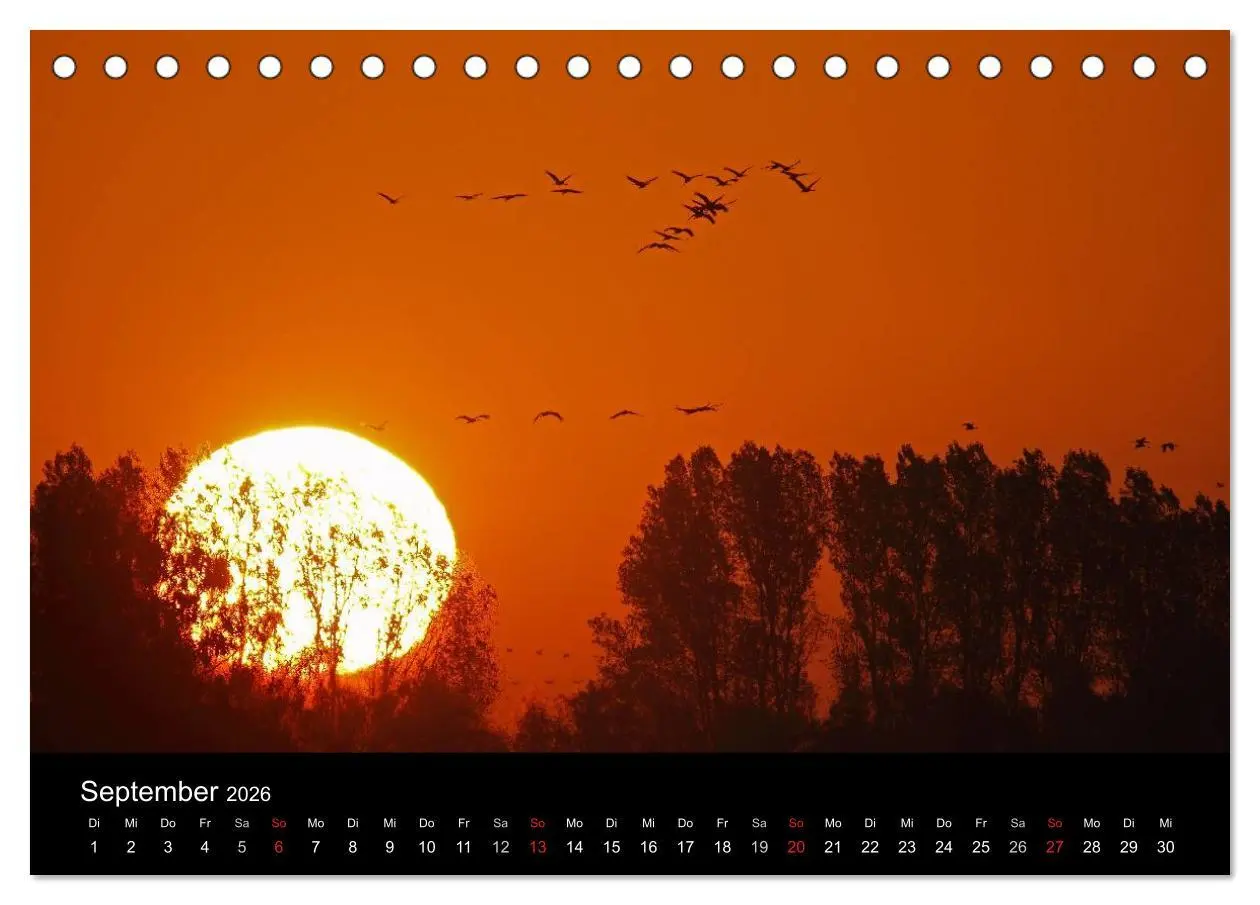 Bild: 9783516116731 | Kranich-Land Brandenburg (Tischkalender 2026 DIN A5 quer), CALVENDO...