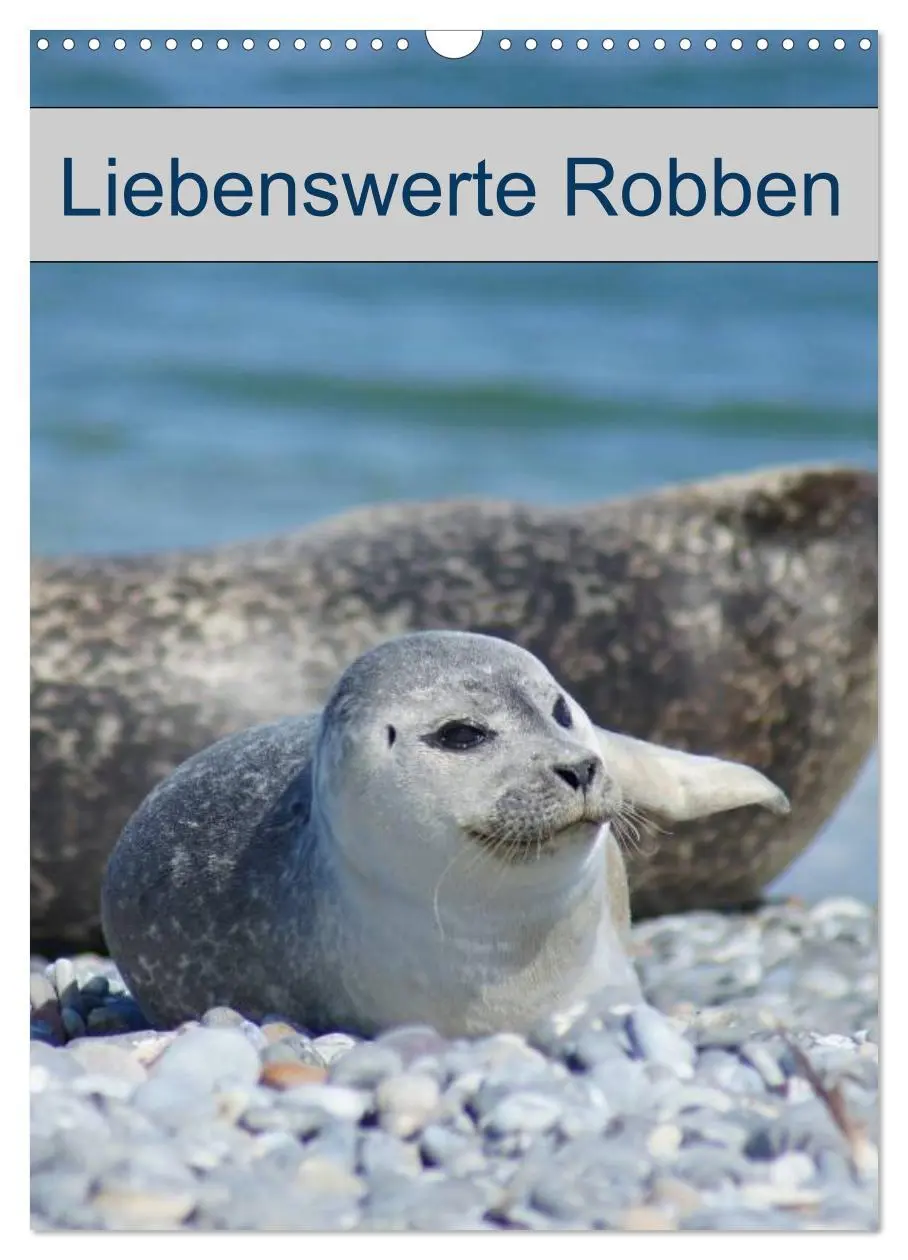 Cover: 9783516426731 | Liebenswerte Robben (Wandkalender 2026 DIN A3 hoch), CALVENDO...