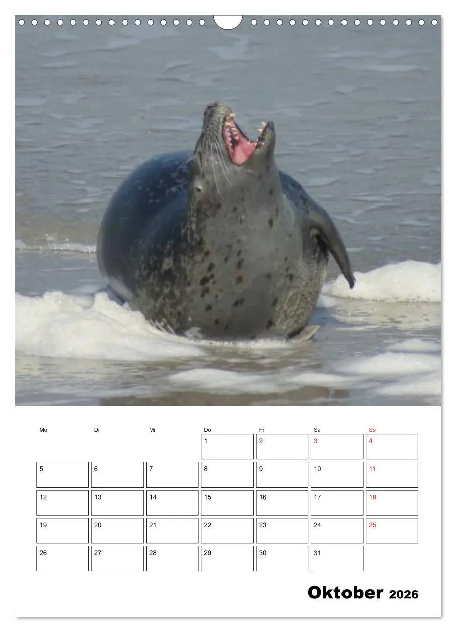 Bild: 9783516426731 | Liebenswerte Robben (Wandkalender 2026 DIN A3 hoch), CALVENDO...
