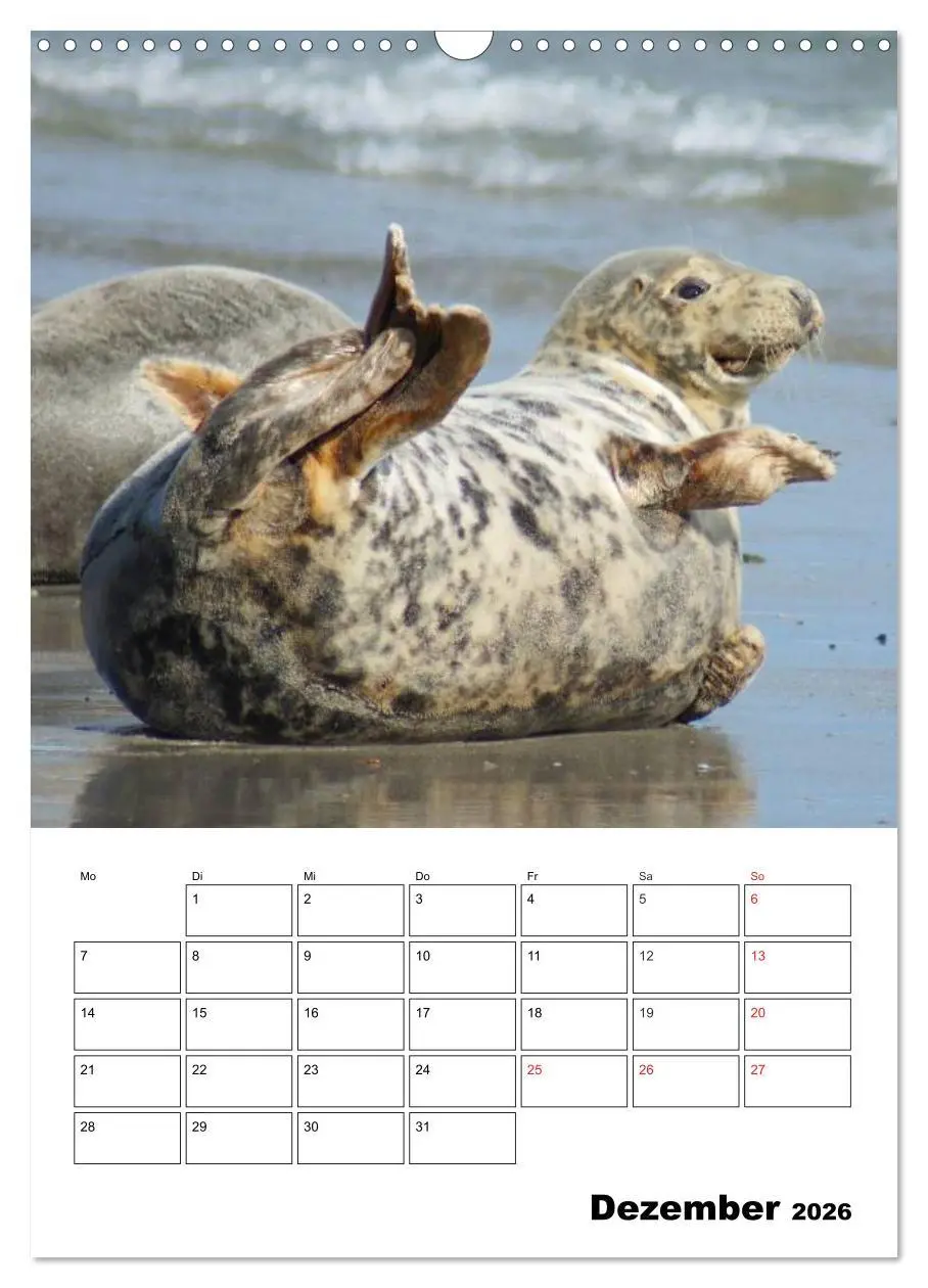 Bild: 9783516426731 | Liebenswerte Robben (Wandkalender 2026 DIN A3 hoch), CALVENDO...
