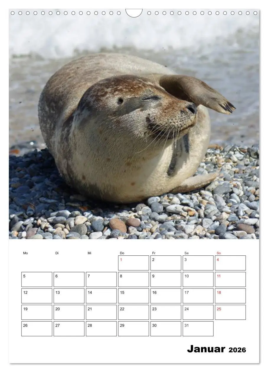 Bild: 9783516426731 | Liebenswerte Robben (Wandkalender 2026 DIN A3 hoch), CALVENDO...