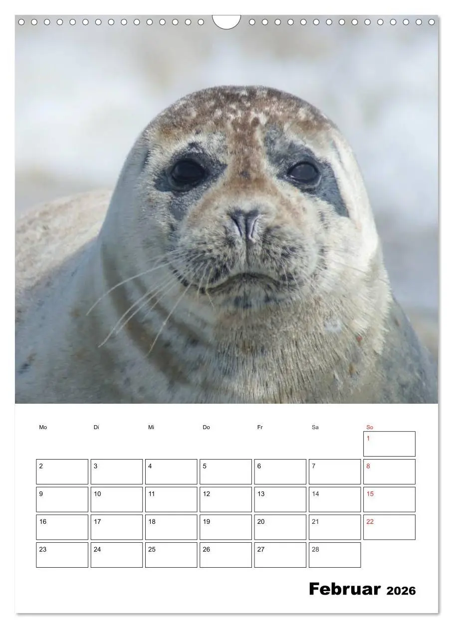Bild: 9783516426731 | Liebenswerte Robben (Wandkalender 2026 DIN A3 hoch), CALVENDO...