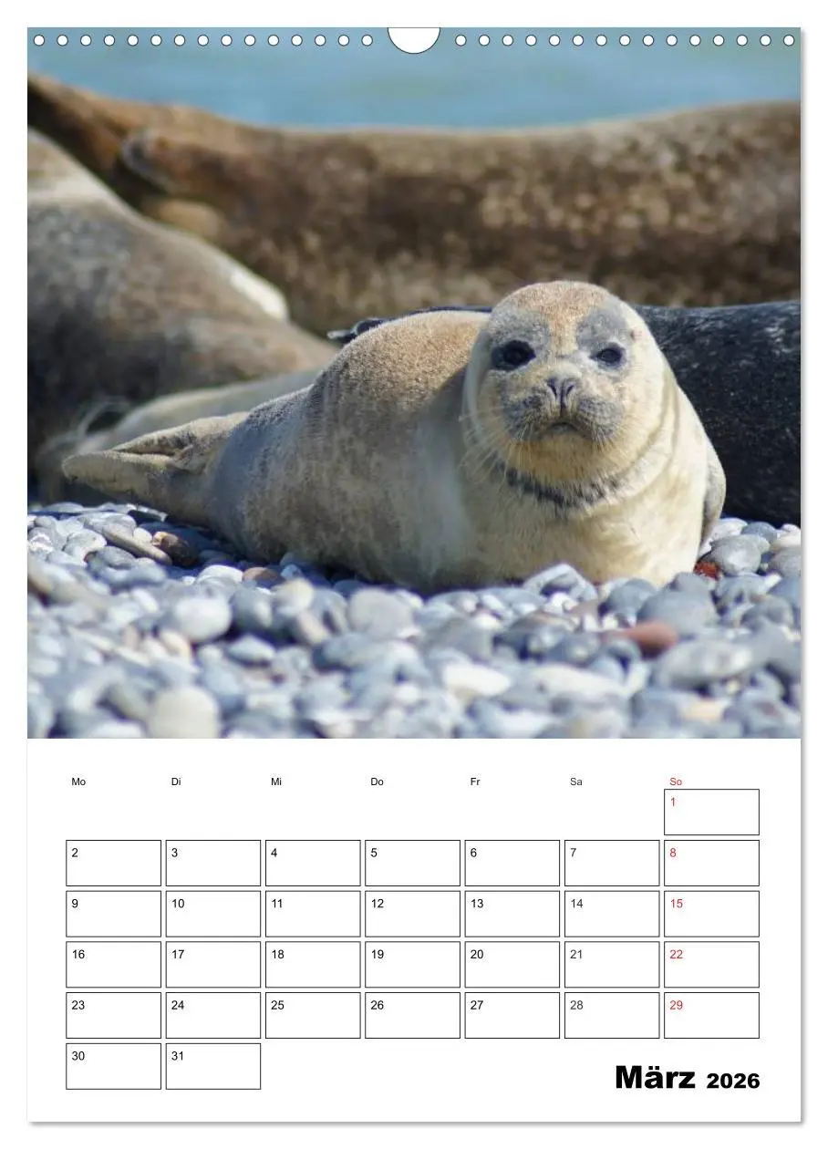 Bild: 9783516426731 | Liebenswerte Robben (Wandkalender 2026 DIN A3 hoch), CALVENDO...