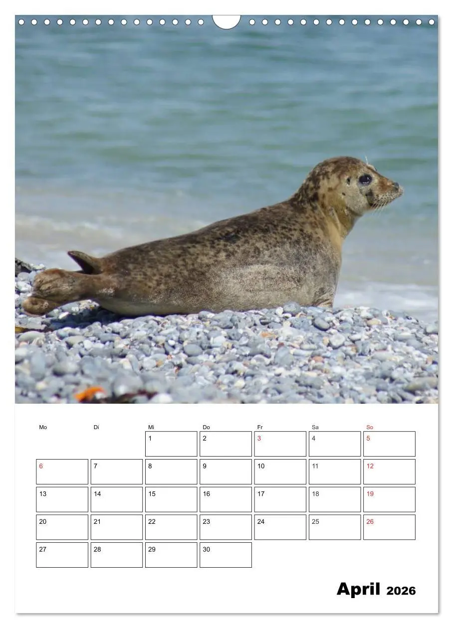 Bild: 9783516426731 | Liebenswerte Robben (Wandkalender 2026 DIN A3 hoch), CALVENDO...