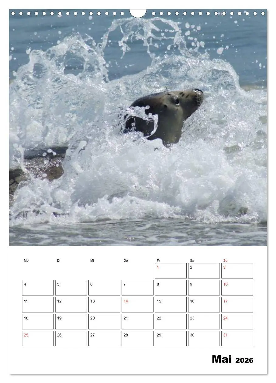 Bild: 9783516426731 | Liebenswerte Robben (Wandkalender 2026 DIN A3 hoch), CALVENDO...