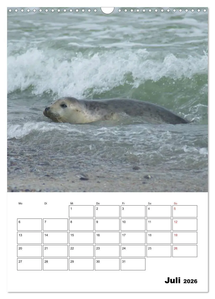 Bild: 9783516426731 | Liebenswerte Robben (Wandkalender 2026 DIN A3 hoch), CALVENDO...
