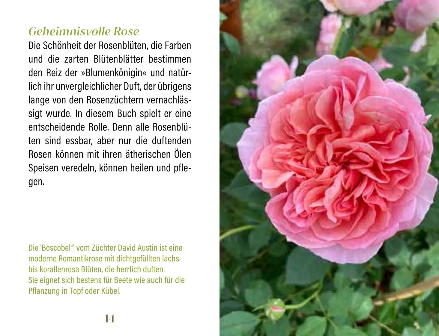 Bild: 9783897986831 | Rosen für Genießer | Heike Mohr | Buch | Minibibliothek | 128 S.