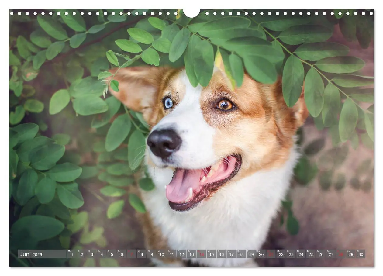 Bild: 9783457687031 | Welsh Corgi - Der Kobold unter den Hunden (Wandkalender 2026 DIN A3...