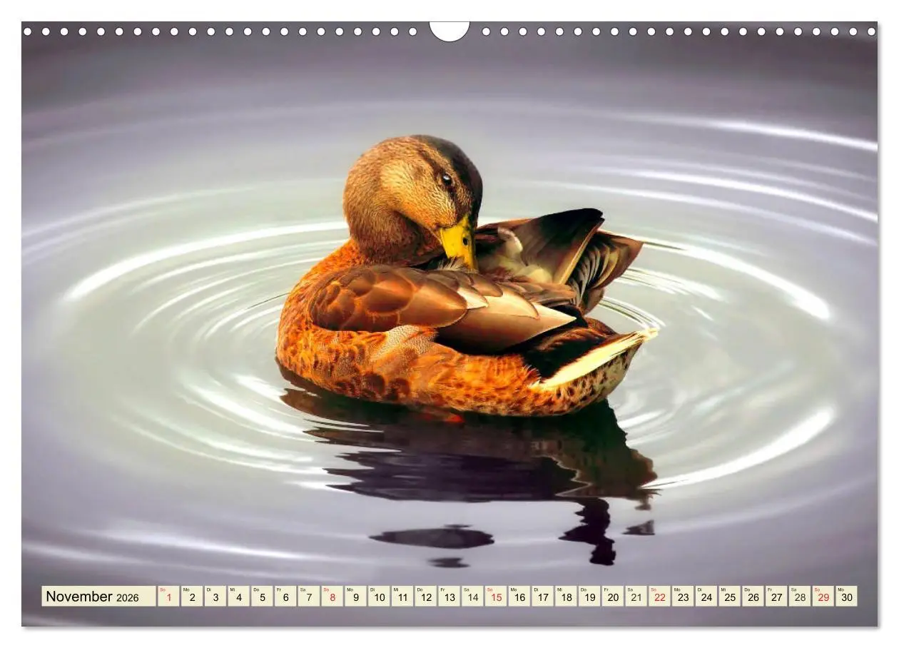 Bild: 9783457827031 | Enten. Beliebt, hübsch und imposant (Wandkalender 2026 DIN A3...