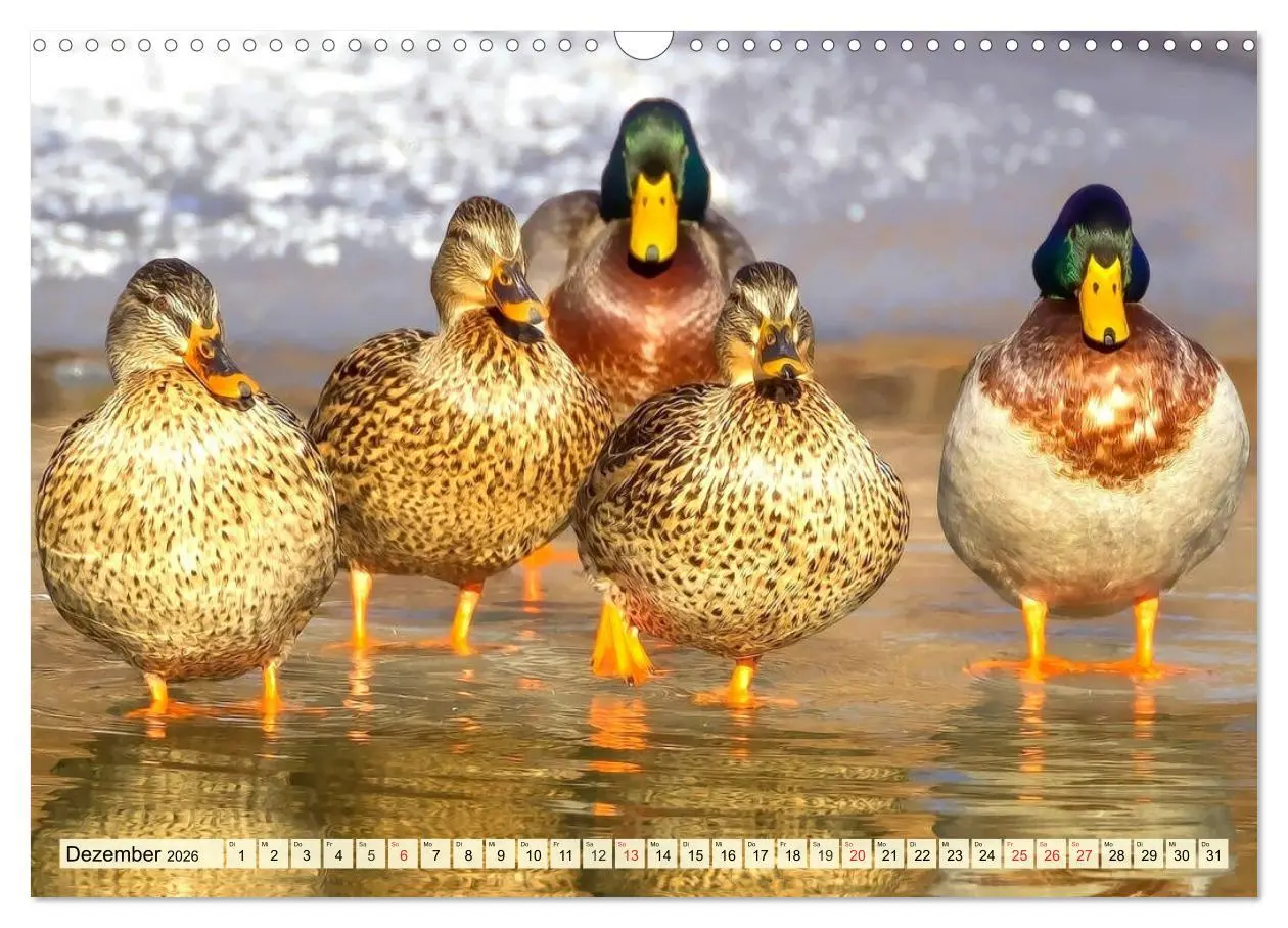 Bild: 9783457827031 | Enten. Beliebt, hübsch und imposant (Wandkalender 2026 DIN A3...