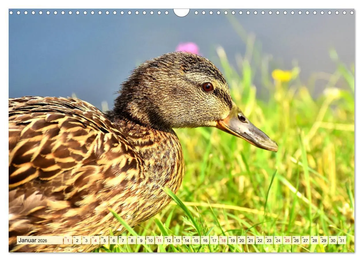 Bild: 9783457827031 | Enten. Beliebt, hübsch und imposant (Wandkalender 2026 DIN A3...