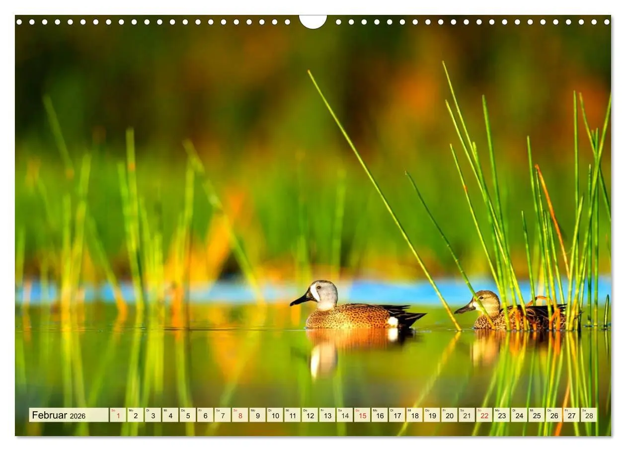 Bild: 9783457827031 | Enten. Beliebt, hübsch und imposant (Wandkalender 2026 DIN A3...