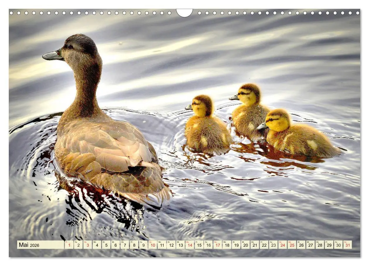 Bild: 9783457827031 | Enten. Beliebt, hübsch und imposant (Wandkalender 2026 DIN A3...