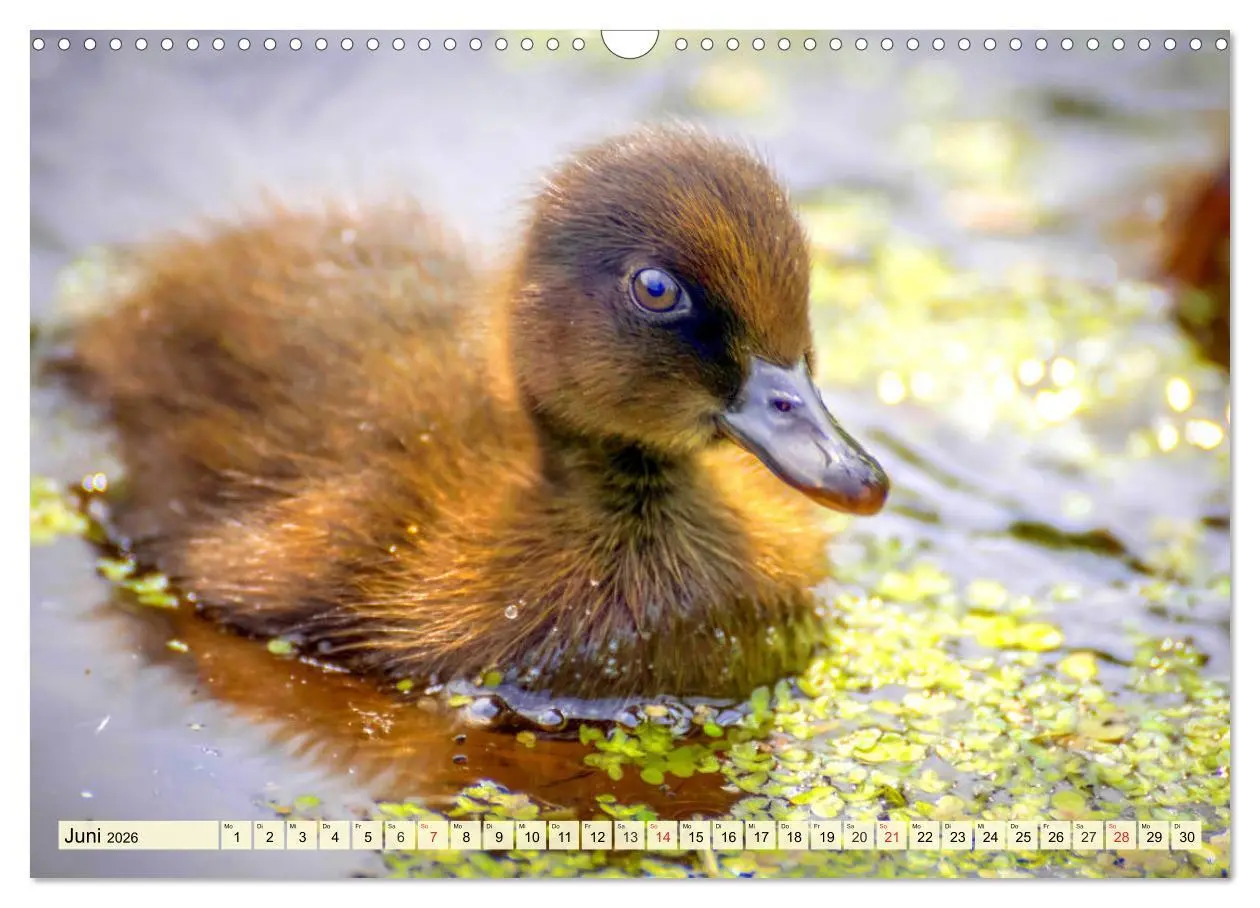 Bild: 9783457827031 | Enten. Beliebt, hübsch und imposant (Wandkalender 2026 DIN A3...