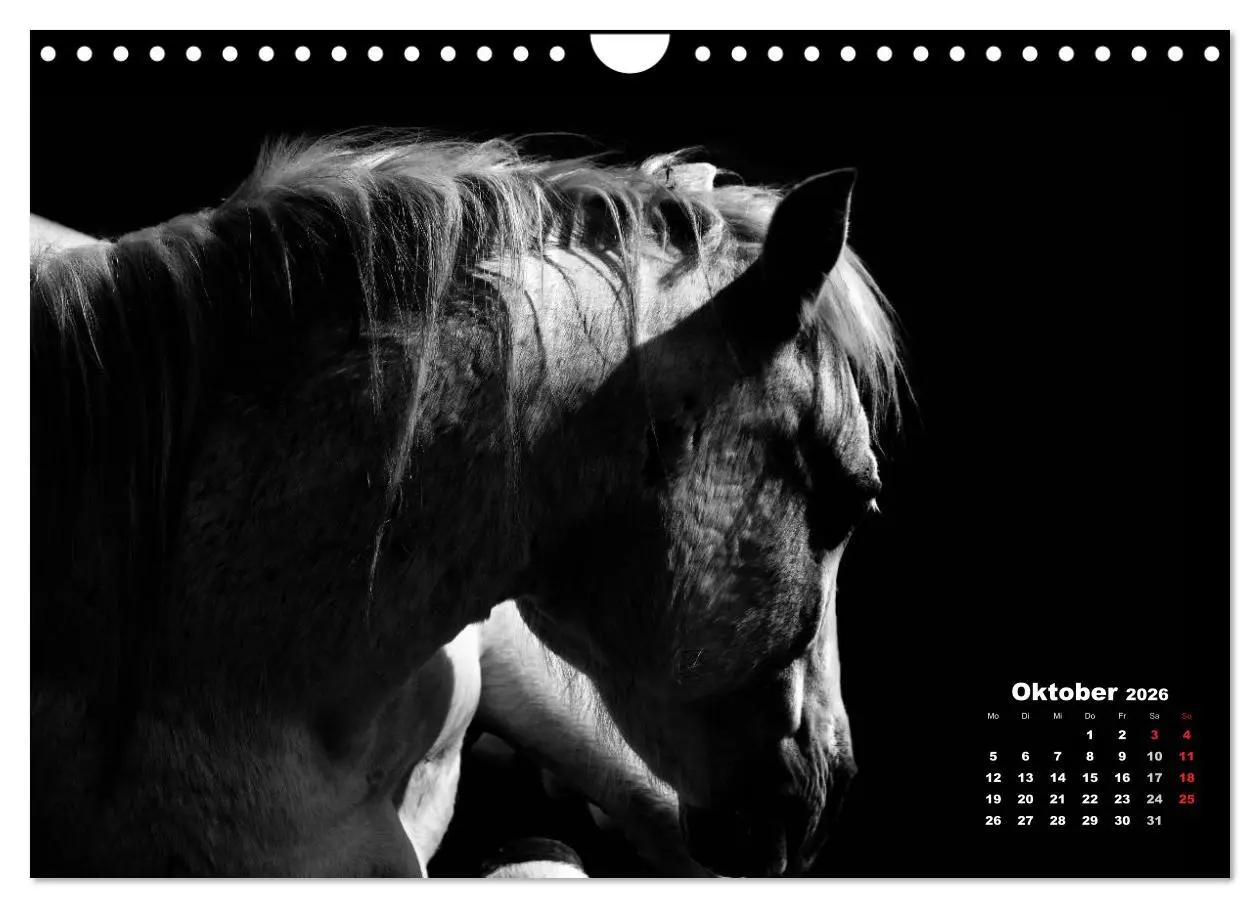 Bild: 9783516077131 | Pferde zwischen Licht und Schatten (Wandkalender 2026 DIN A4 quer),...