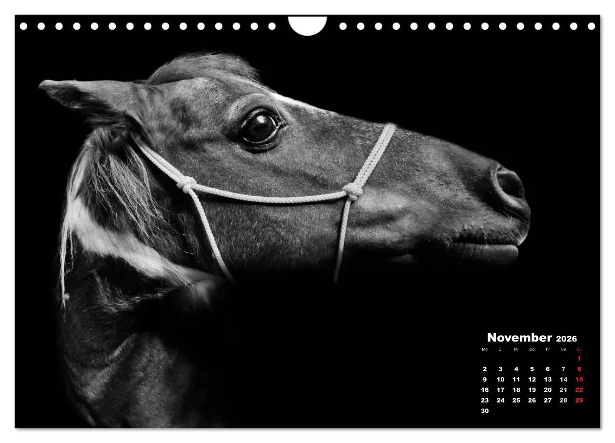 Bild: 9783516077131 | Pferde zwischen Licht und Schatten (Wandkalender 2026 DIN A4 quer),...
