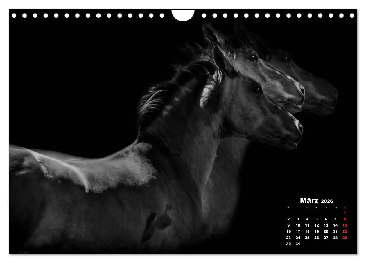 Bild: 9783516077131 | Pferde zwischen Licht und Schatten (Wandkalender 2026 DIN A4 quer),...