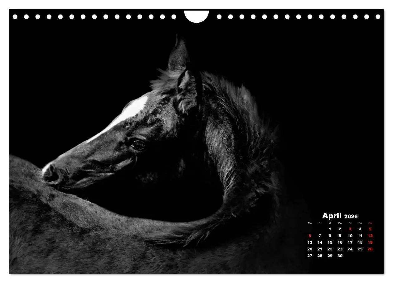 Bild: 9783516077131 | Pferde zwischen Licht und Schatten (Wandkalender 2026 DIN A4 quer),...