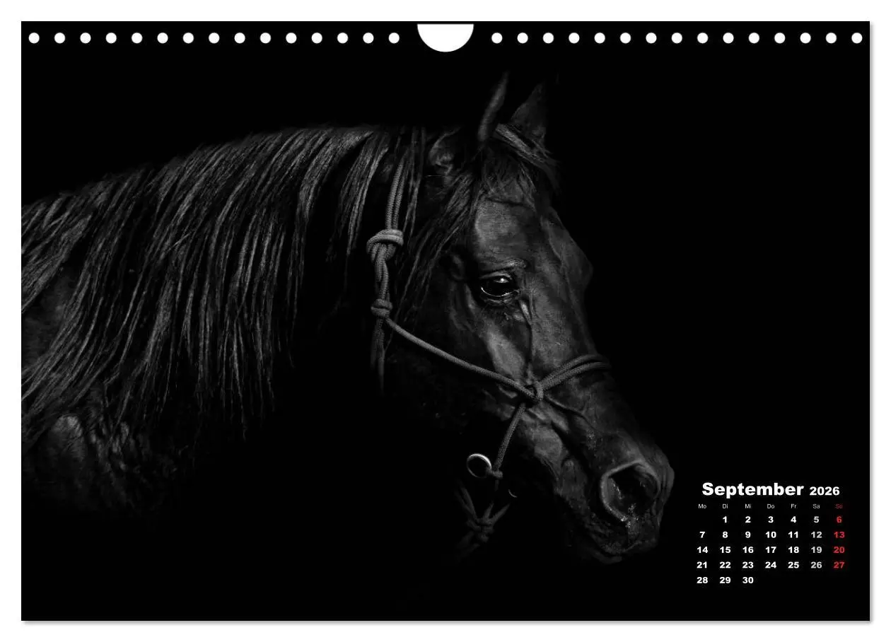 Bild: 9783516077131 | Pferde zwischen Licht und Schatten (Wandkalender 2026 DIN A4 quer),...