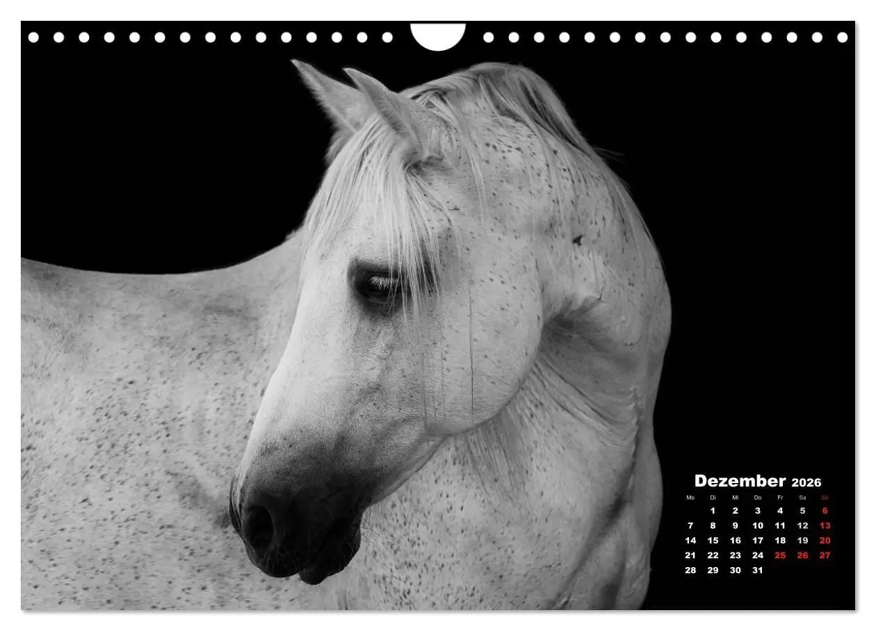 Bild: 9783516077131 | Pferde zwischen Licht und Schatten (Wandkalender 2026 DIN A4 quer),...