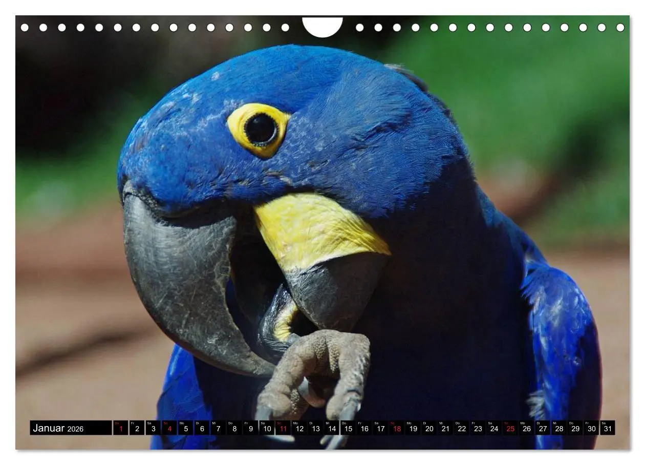 Bild: 9783516217131 | Brasilien. Sonne, Natur und Samba (Wandkalender 2026 DIN A4 quer),...