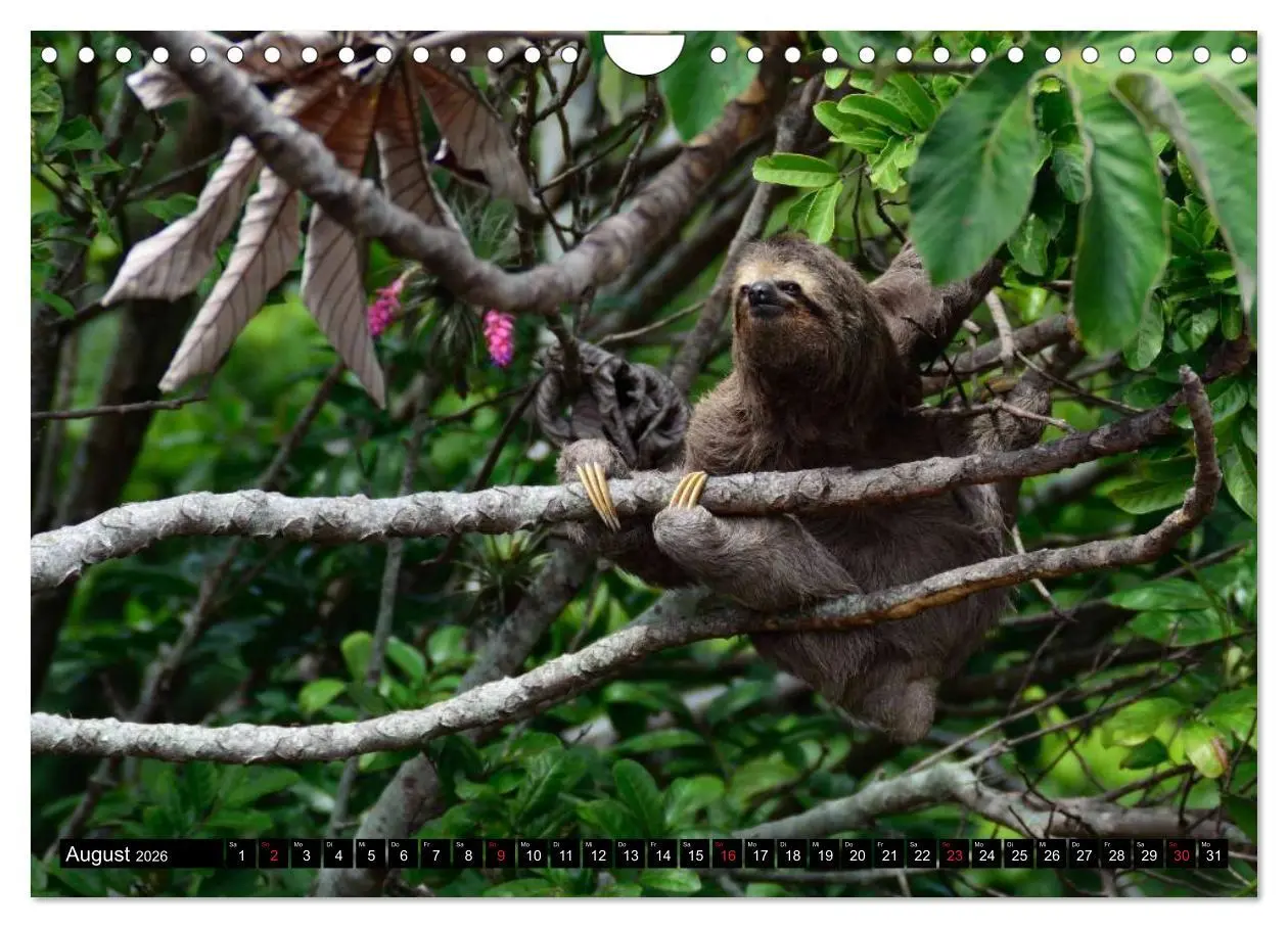 Bild: 9783516217131 | Brasilien. Sonne, Natur und Samba (Wandkalender 2026 DIN A4 quer),...