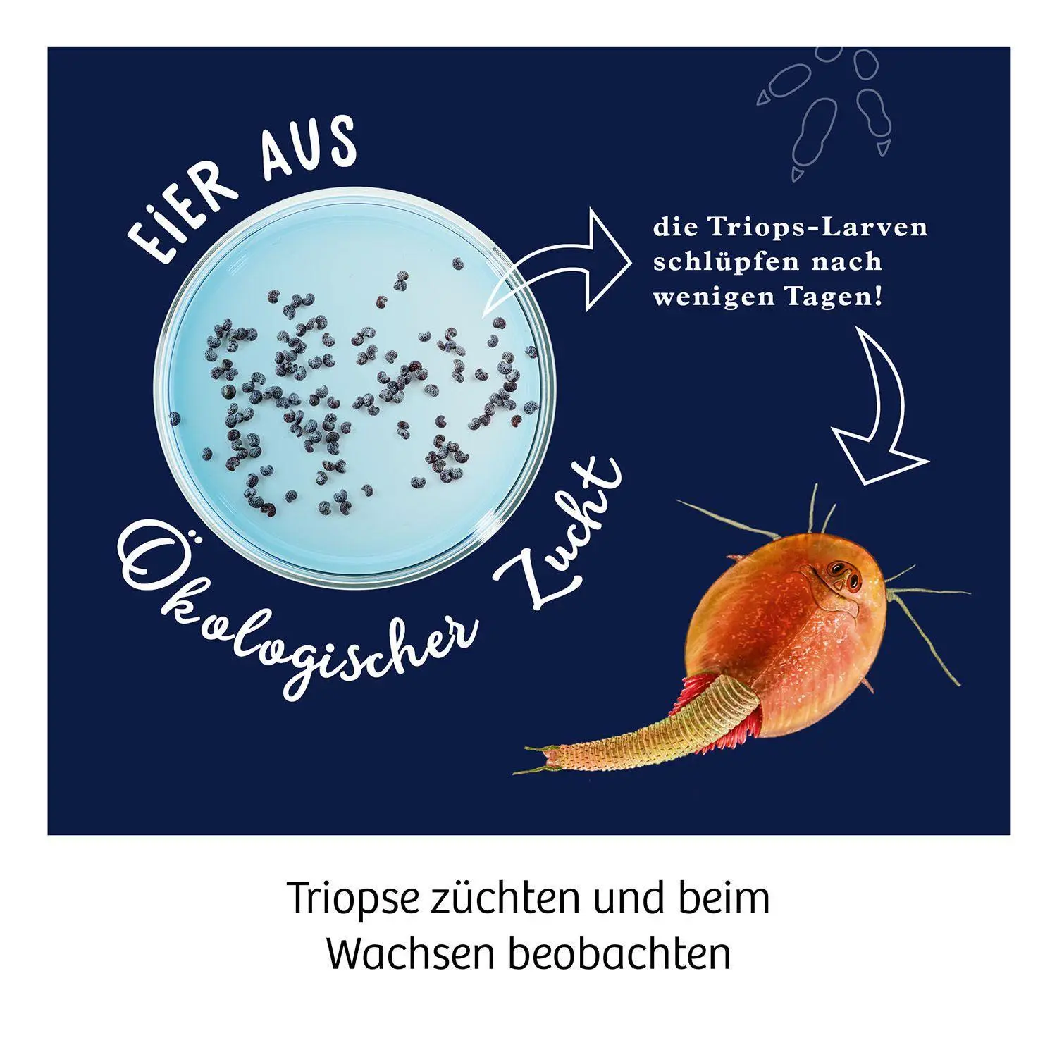 Bild: 4002051637231 | Fun Science Triops züchten | Experimentierkasten | Spiel | Brettspiel
