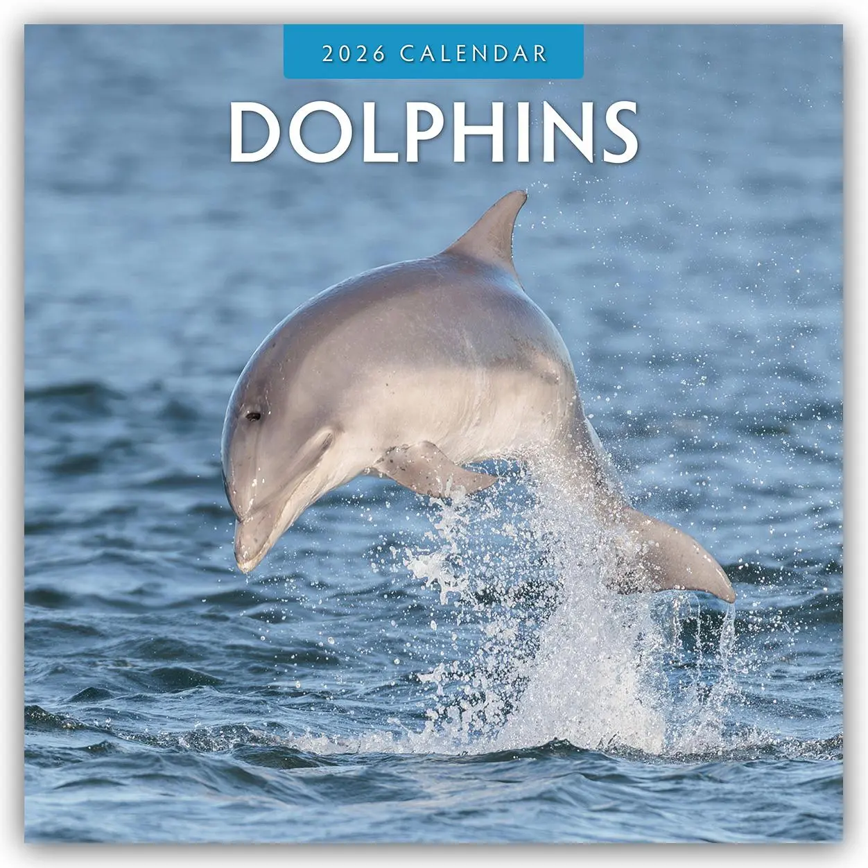 Cover: 9781804427231 | Dolphins 2026 Square Wall Calendar | Red Robin | Taschenbuch | 13 S.
