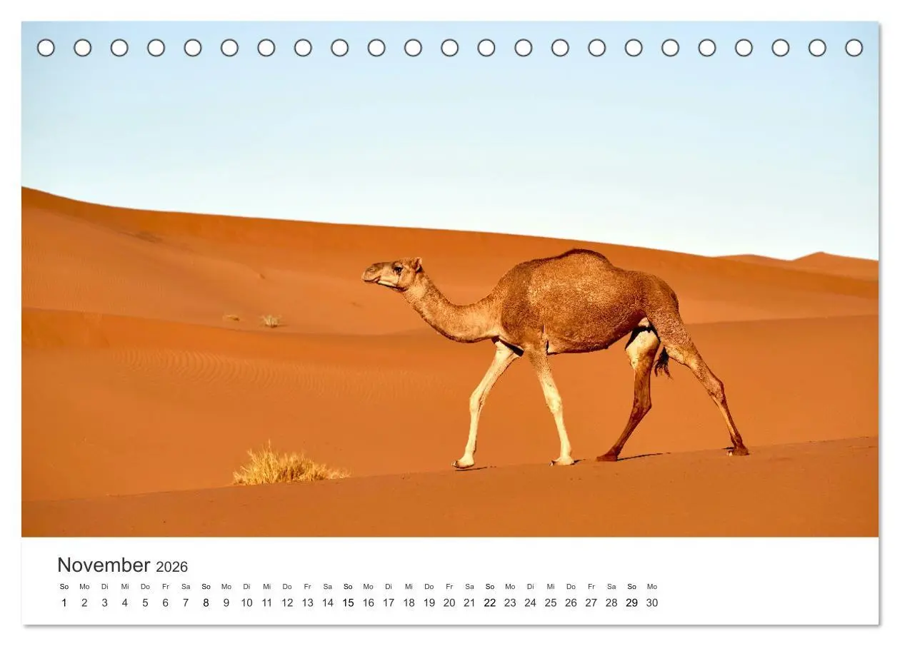 Bild: 9783457427231 | Kamele - die wahren Überlebenskünstler der Wüste. (Tischkalender...