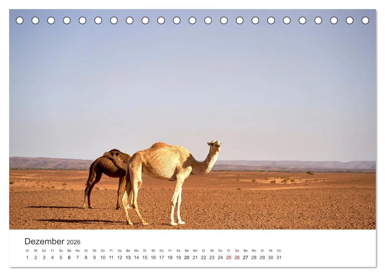 Bild: 9783457427231 | Kamele - die wahren Überlebenskünstler der Wüste. (Tischkalender...