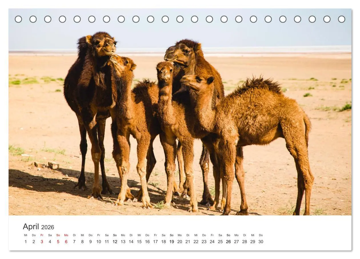 Bild: 9783457427231 | Kamele - die wahren Überlebenskünstler der Wüste. (Tischkalender...