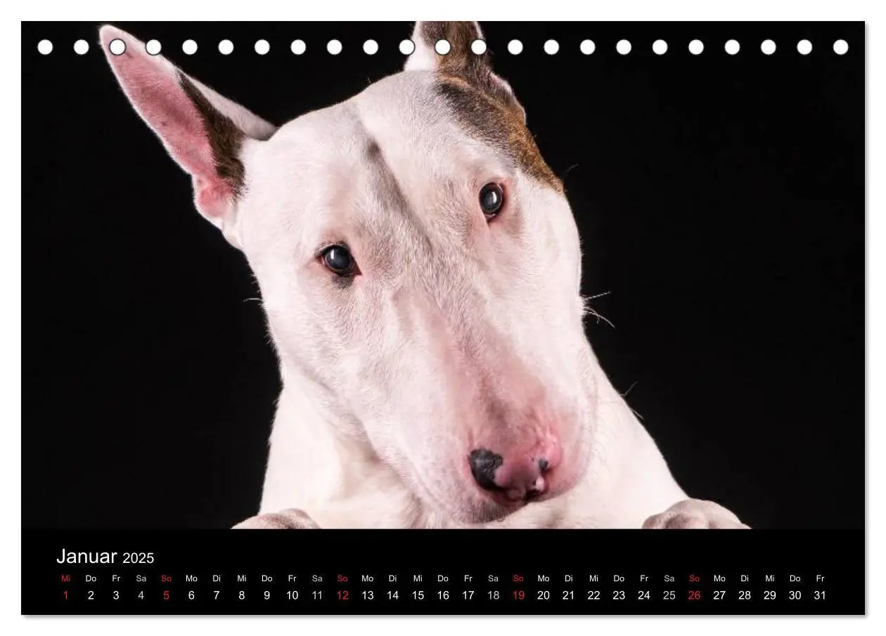 Bild: 9783435557431 | Bullterrier (Tischkalender 2025 DIN A5 quer), CALVENDO Monatskalender