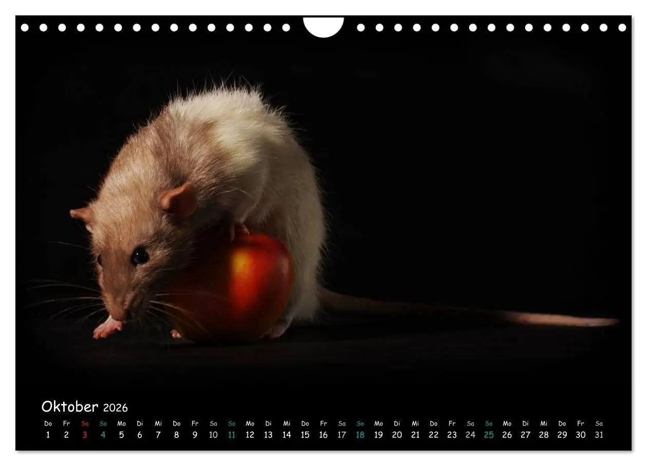 Bild: 9783516117431 | Fellnasen. Die bunte Welt der Farbratten. (Wandkalender 2026 DIN A4...