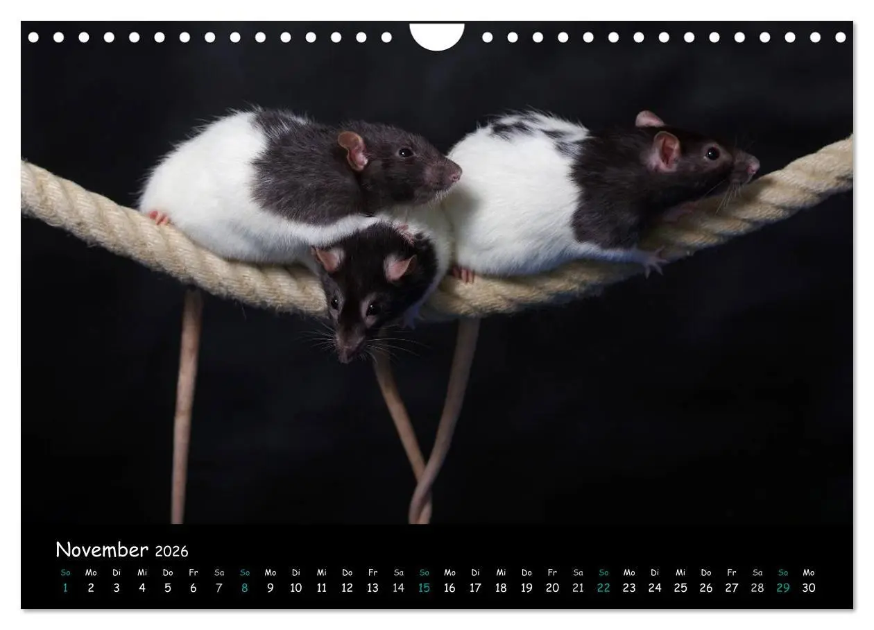 Bild: 9783516117431 | Fellnasen. Die bunte Welt der Farbratten. (Wandkalender 2026 DIN A4...