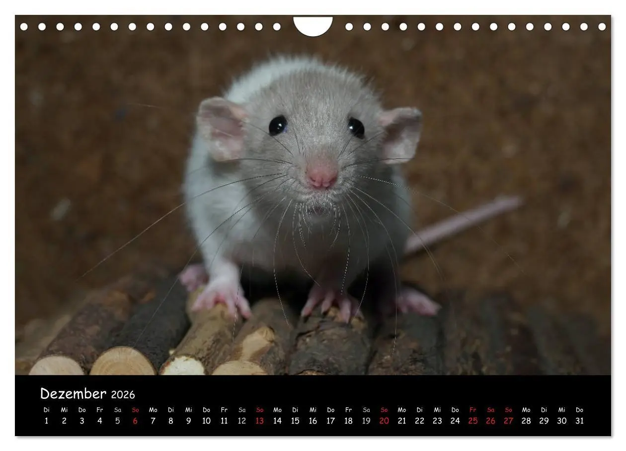 Bild: 9783516117431 | Fellnasen. Die bunte Welt der Farbratten. (Wandkalender 2026 DIN A4...