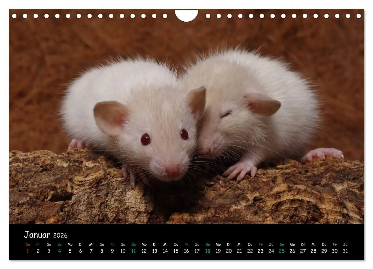 Bild: 9783516117431 | Fellnasen. Die bunte Welt der Farbratten. (Wandkalender 2026 DIN A4...