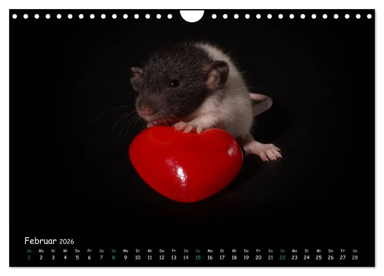 Bild: 9783516117431 | Fellnasen. Die bunte Welt der Farbratten. (Wandkalender 2026 DIN A4...