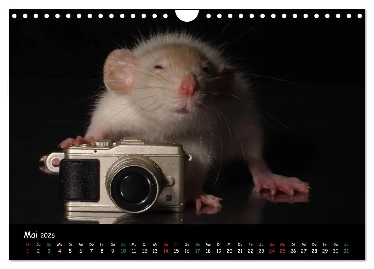 Bild: 9783516117431 | Fellnasen. Die bunte Welt der Farbratten. (Wandkalender 2026 DIN A4...