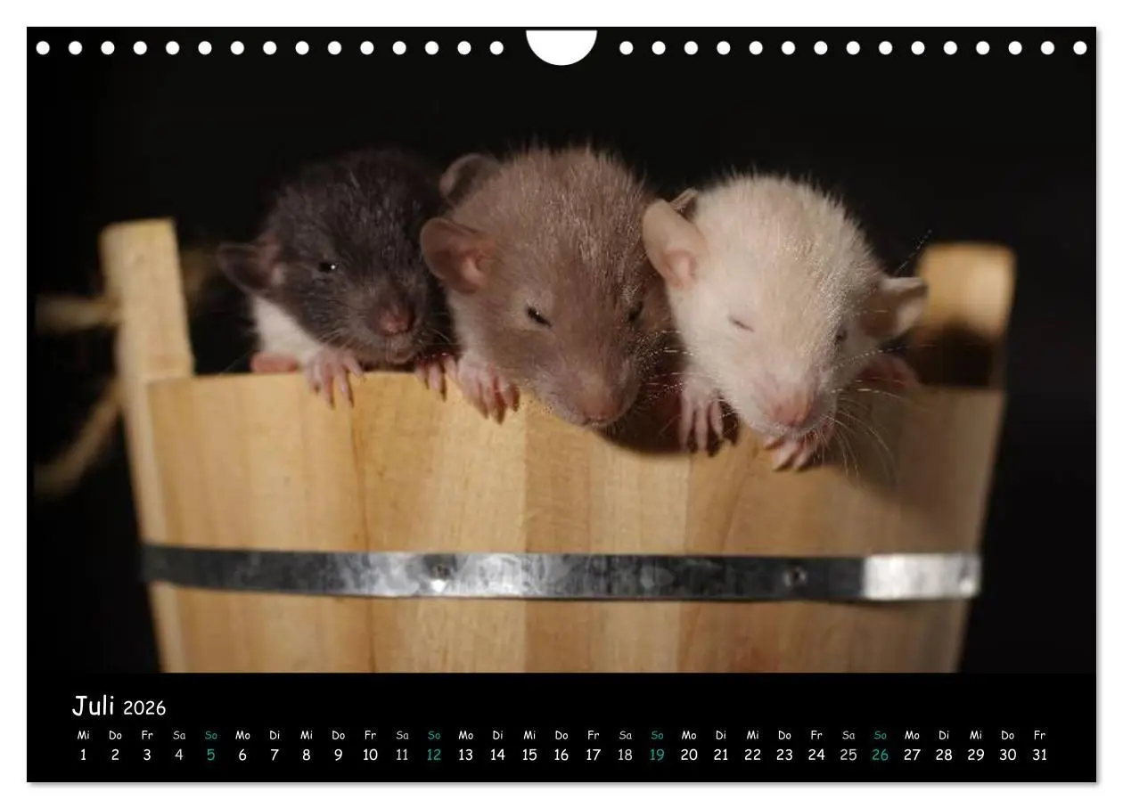 Bild: 9783516117431 | Fellnasen. Die bunte Welt der Farbratten. (Wandkalender 2026 DIN A4...
