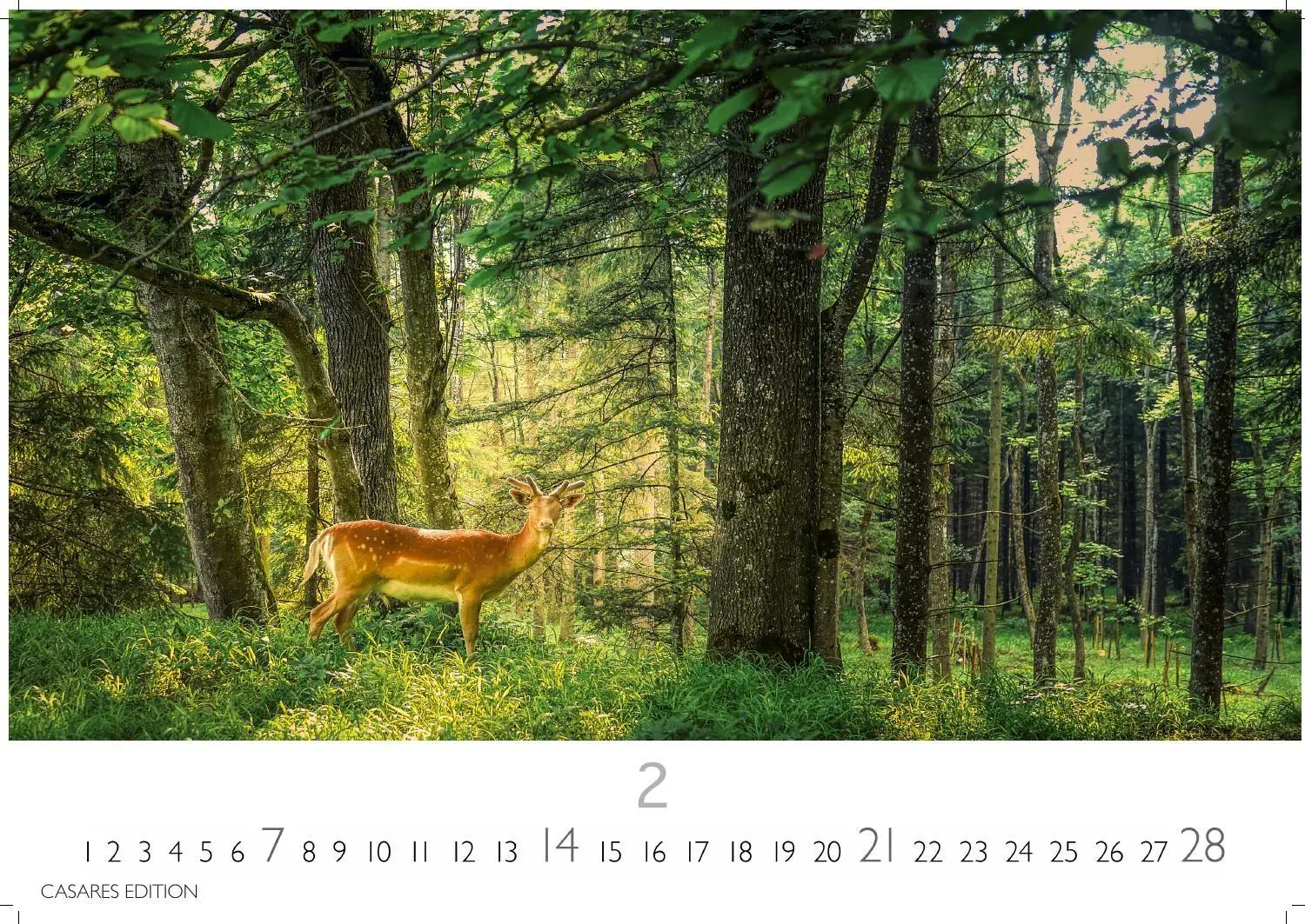 Bild: 9781835247631 | Wald &amp; Natur Kalender 2027 - Wandkalender Fotokalender...