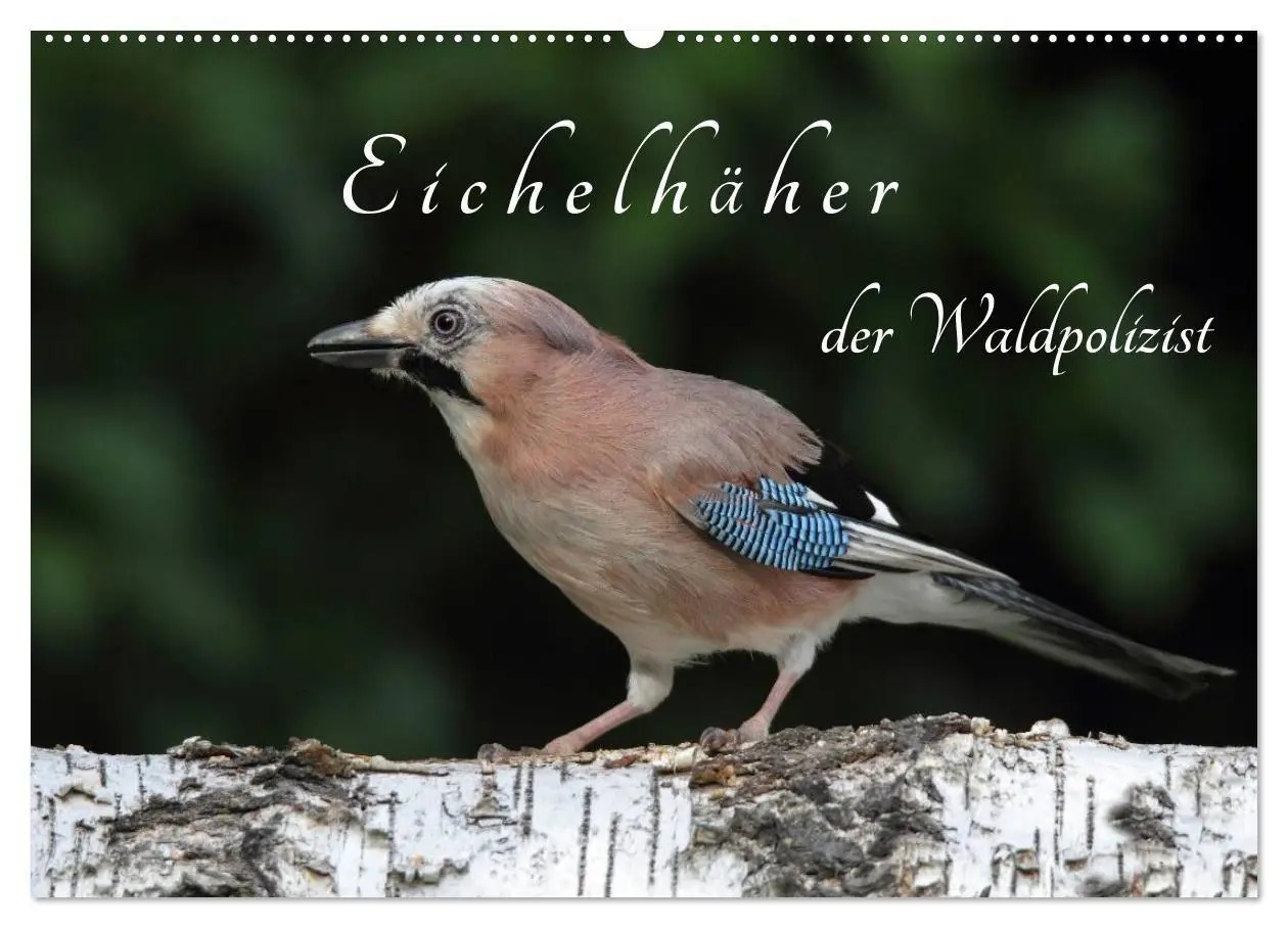 Cover: 9783569977631 | Eichelhäher der Waldpolizist (Wandkalender 2027 DIN A2 quer),...