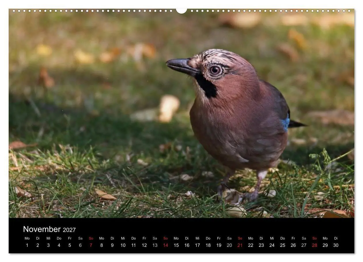 Bild: 9783569977631 | Eichelhäher der Waldpolizist (Wandkalender 2027 DIN A2 quer),...